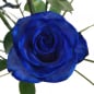 Preview: Blaue Rose