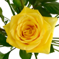Preview: Gelbe Rose