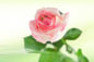 Preview: Einzelne rosa Rose