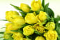 Preview: Bund gelbe Tulpen