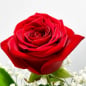 Preview: Einzelne rote Rose mit Schleierkraut
