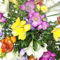 Preview: Freesien Blumenstrauß