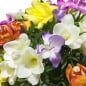 Preview: Blumen online Freesien