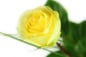 Preview: Einzelne gelbe Rose