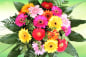 Preview: Blumenstrauß bunte Gerbera