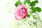 Preview: Einzelne pinke Rose