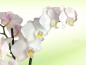 Preview: Orchidee in weiss