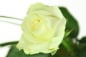 Preview: Großblütige weiße Rose