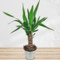 Preview: Yucca Palme Pflanze