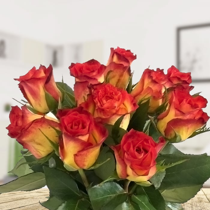 Gelb-rote Rosen - Orange Rosen