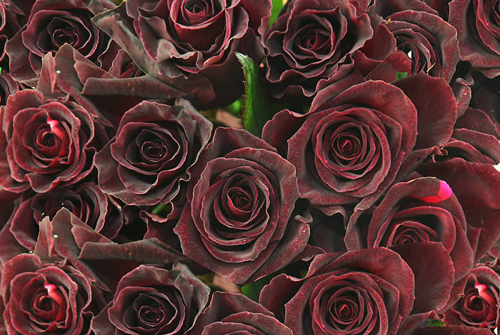 Rosen in schwarz