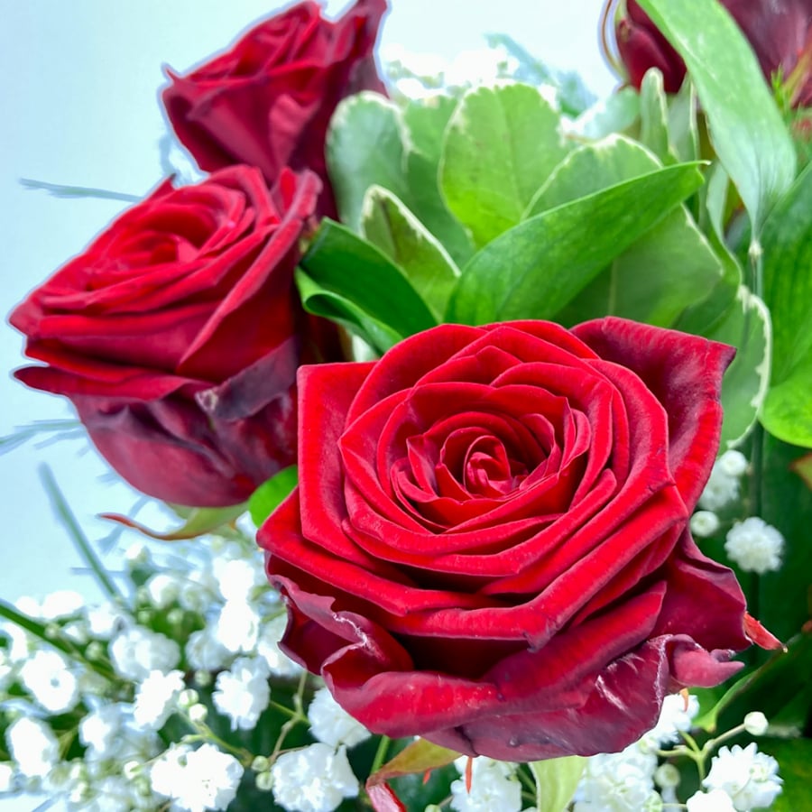 Großblütige rote Rosen