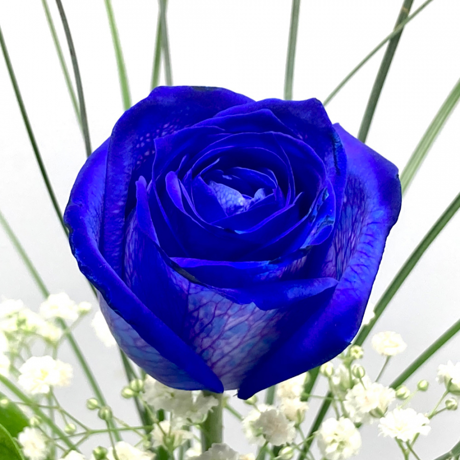 Einzelne blaue Rose