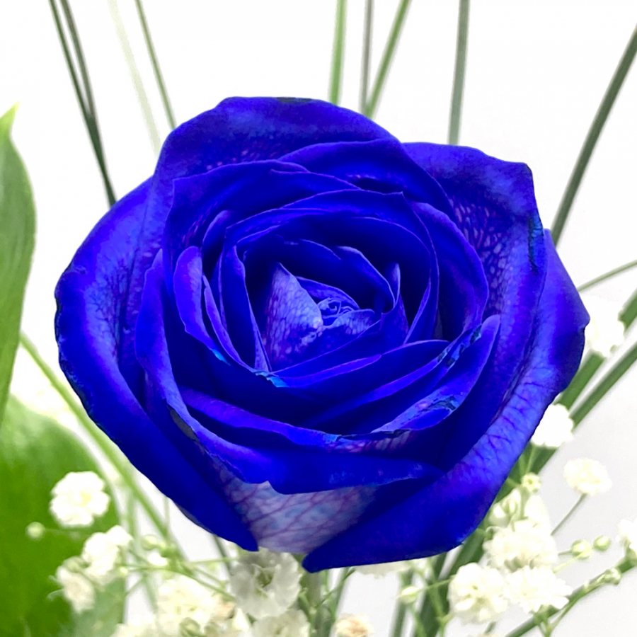 Blaue Rose Nahaufnahme