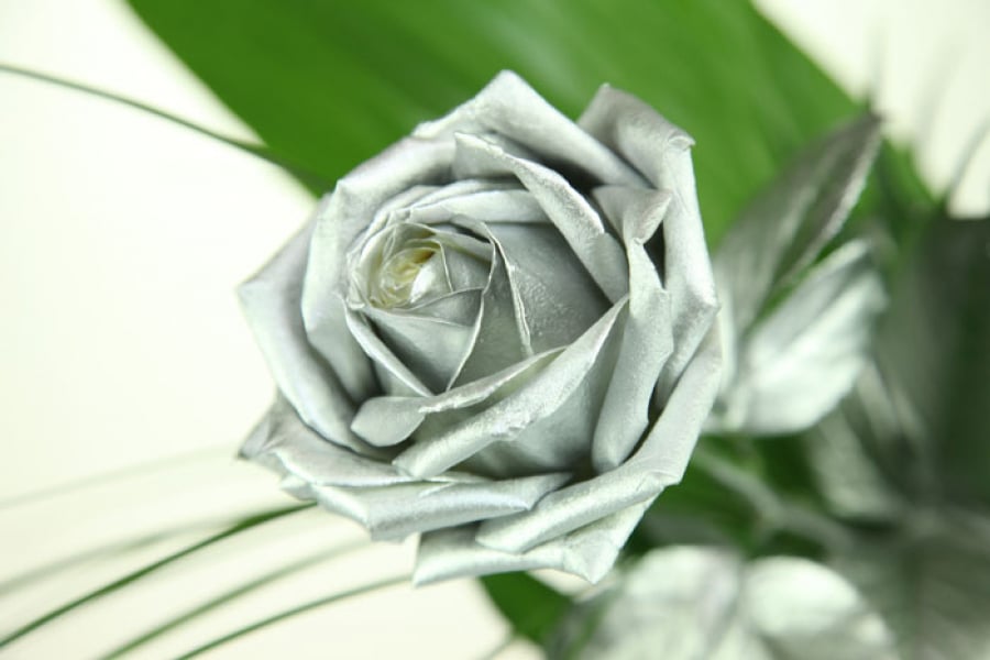 Silberne Rose