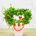 Efeuherz Romantik