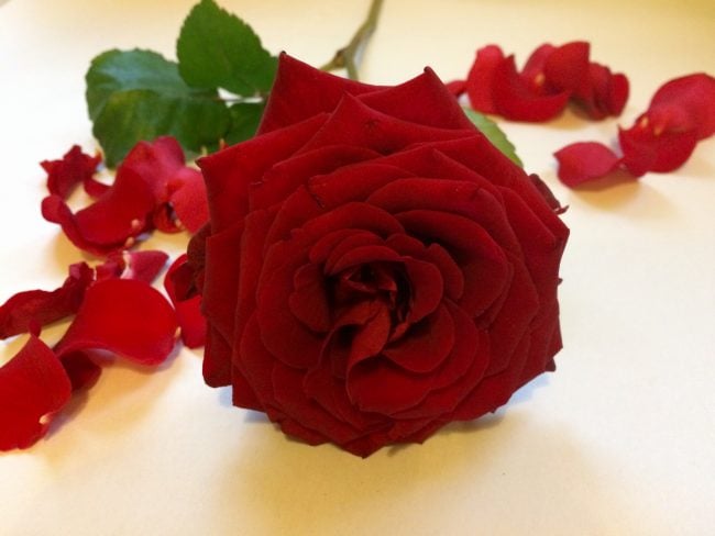 Rote Rose aus Liebe