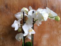 Blüte einer weißen Orchidee