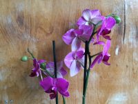 Zwei Rispen lila Orchidee