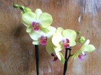 Zweirispige Orchidee