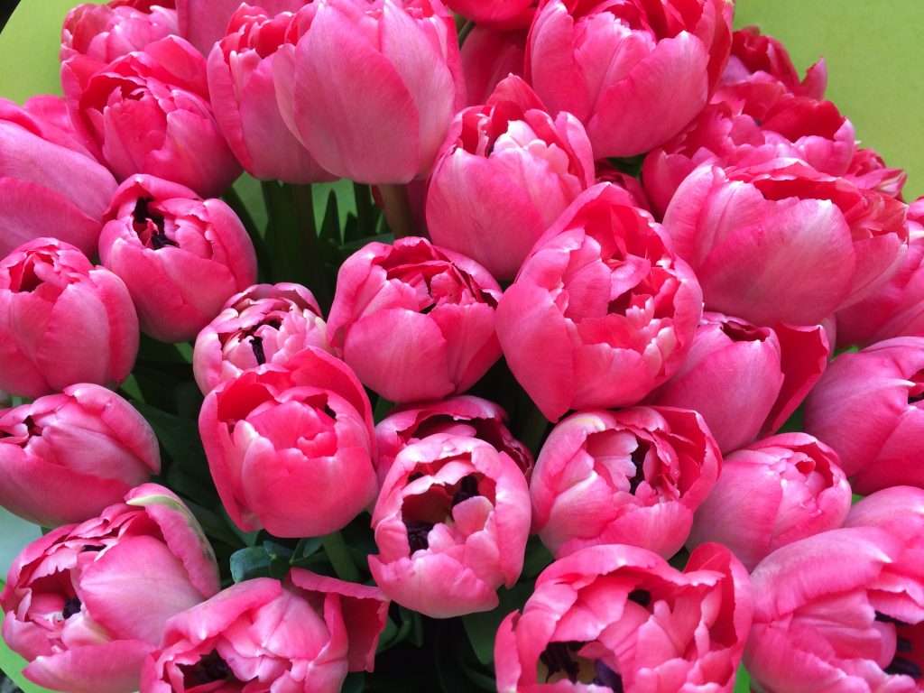 rosa-tulpen