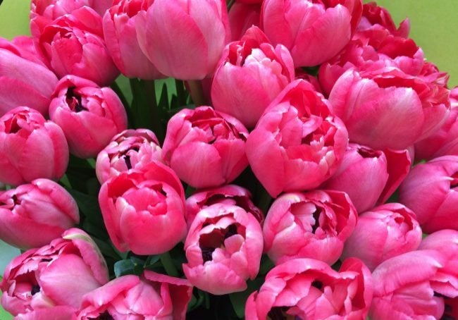 rosa-tulpen