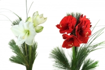 Blumen Weihnachten