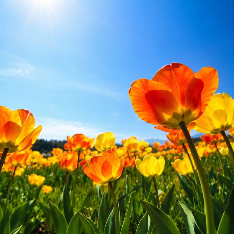 Tulpen