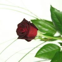 Black Baccara Rose