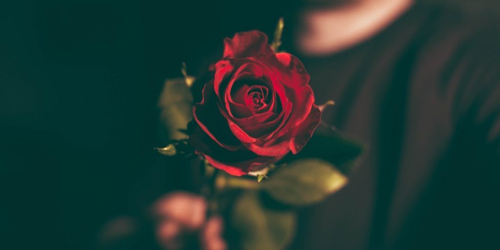 Rote Rose von vorne