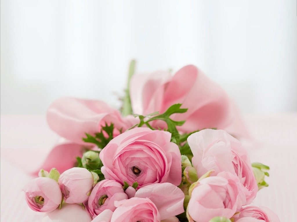 Rosa Ranunkeln