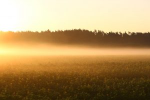 Sonnenuntergang auf dem Feld