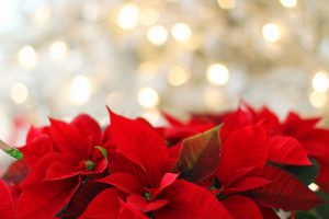 Weihnachtssterne vor Glitzer