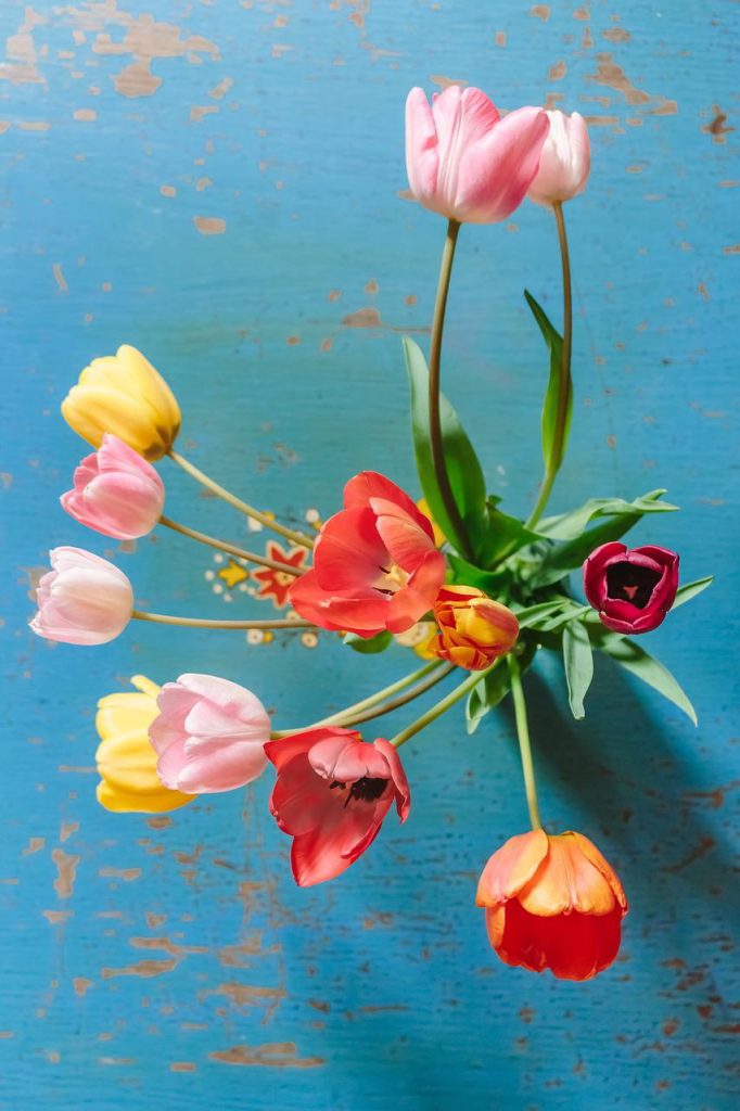 Bunte Tulpen