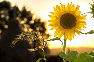 Sonnenblume vor Sonnenuntergang