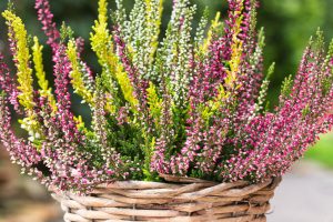 Bunte Heide im Topf