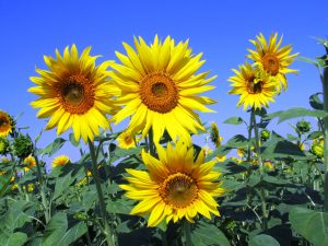 Sonnenblumen im Feld