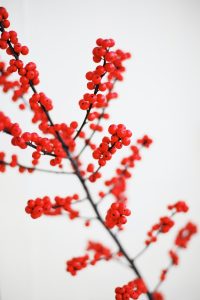 Roter Ilex