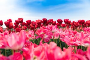 Blumenfeld mit roten und pinken Blumen