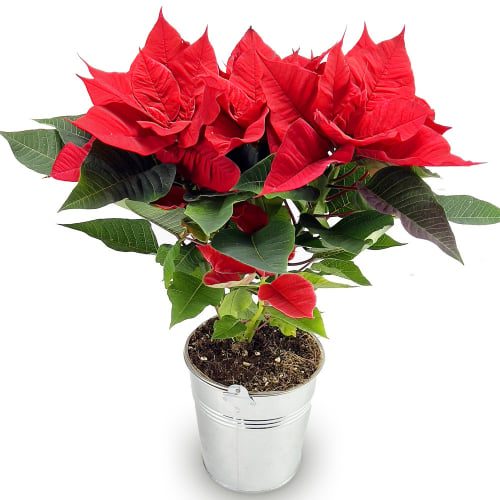 Roter Weihnachtsstern mit Zinkübertopf