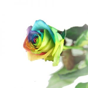 Eine einzelne Regenbogenrose