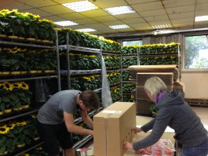 Zwei Leute verpacken