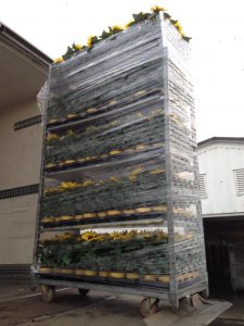 Wagen voller Sonnenblumen