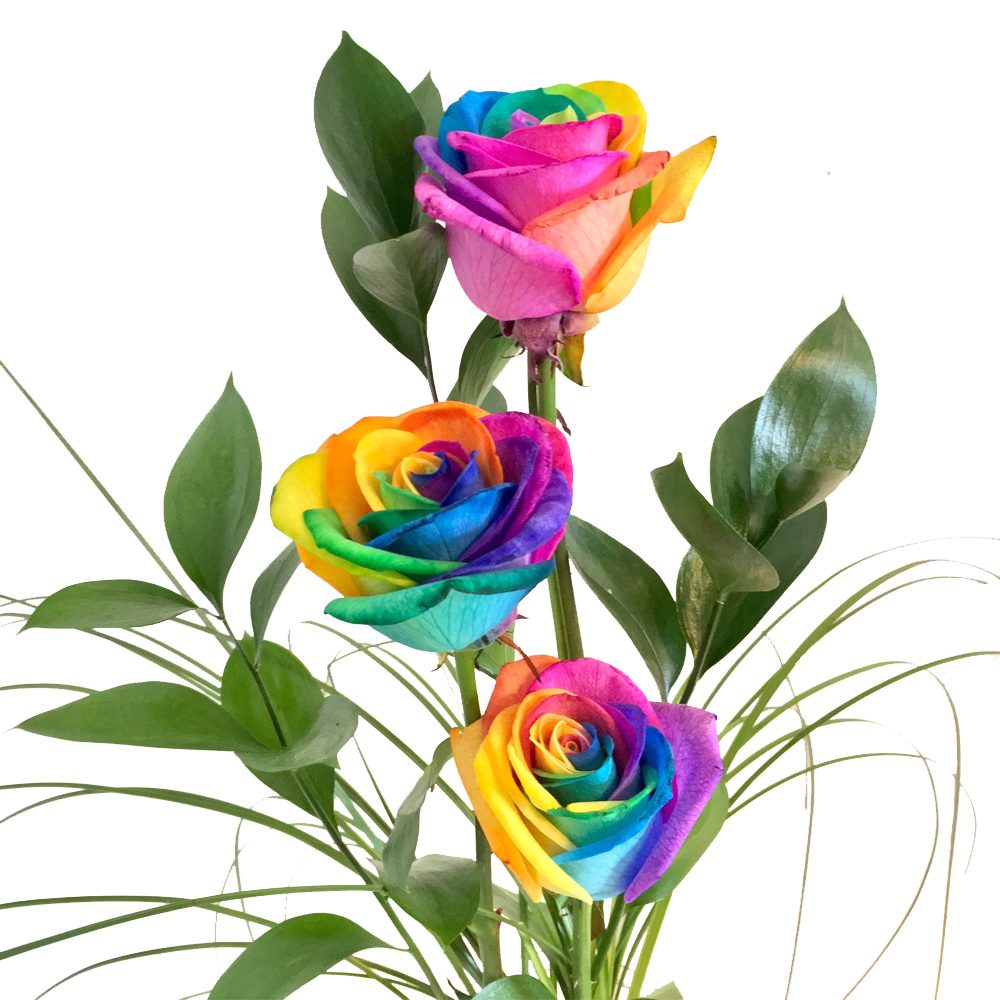 Drei Regenbogen Rosen mit Grün
