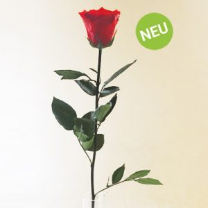 Infinity rote Rose