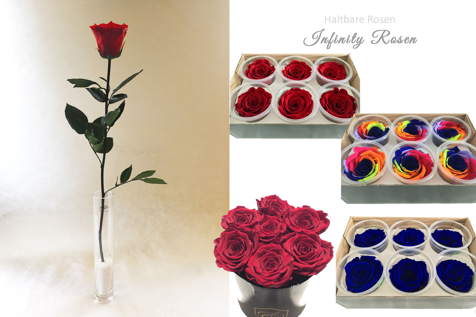 Haltbare Infinity Rosen