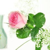 Einzelne rosa Rose mit Schleierkraut