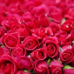 Viele rote Rosen
