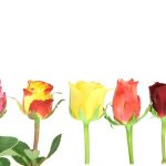 Kleine Rosen verschiedene Farben von der Seite