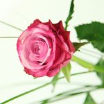 Einzelne Pinke Rose mit Gräsern